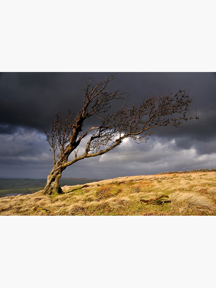 Thumbnail 3 of 3, Art Print, Tree, Nab End designed and sold by sjbowen.
