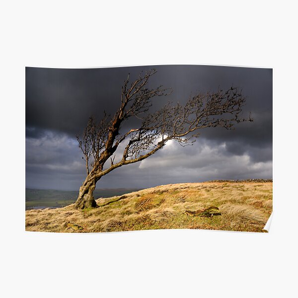 Tree, Nab End Poster