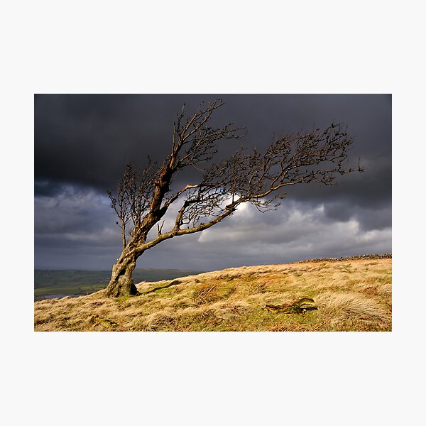 Tree, Nab End Photographic Print