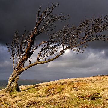 Artwork thumbnail, Tree, Nab End by Simon Bowen