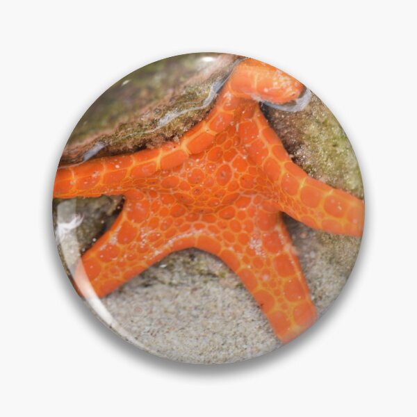 Item preview, Five Arms Form the Star on this Bright Orange Starfish designed and sold by imaginethis.