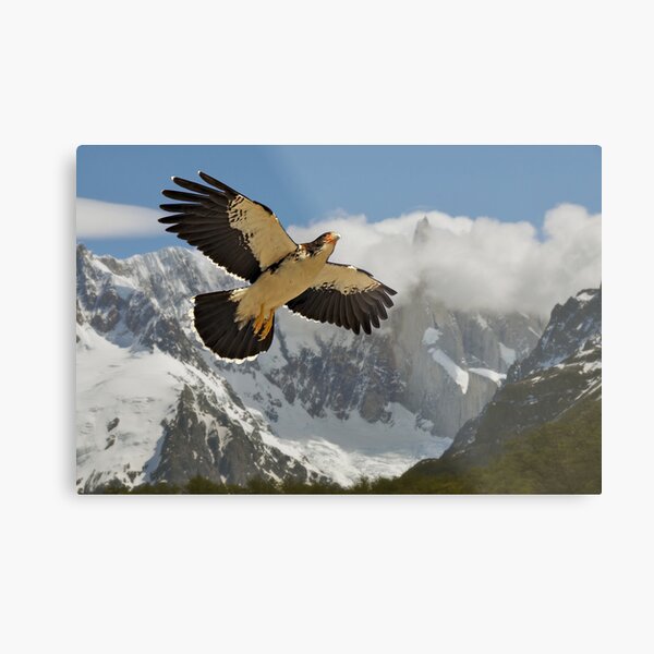Flying High Metal Print