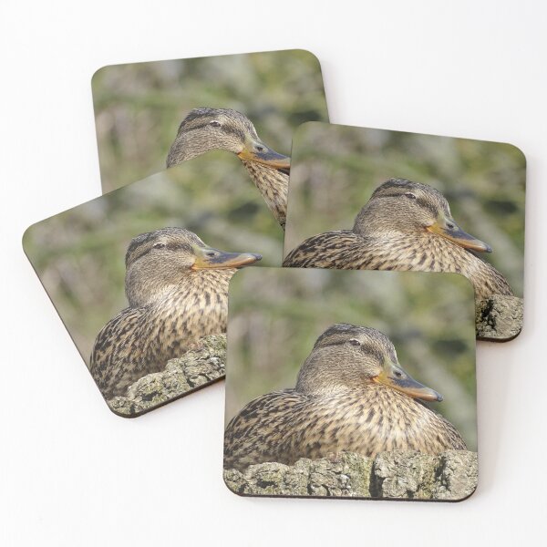 Item preview, Female Mallard designed and sold by KcsArt87.