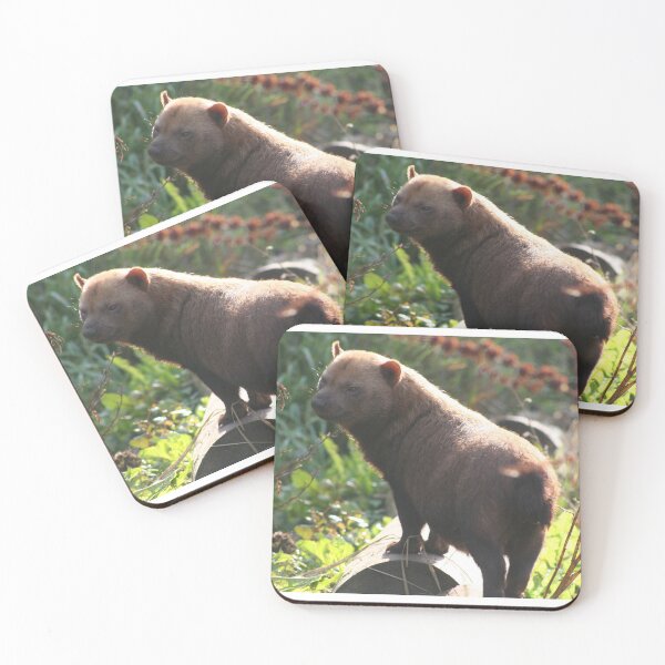 Item preview, Bush dog designed and sold by KcsArt87.