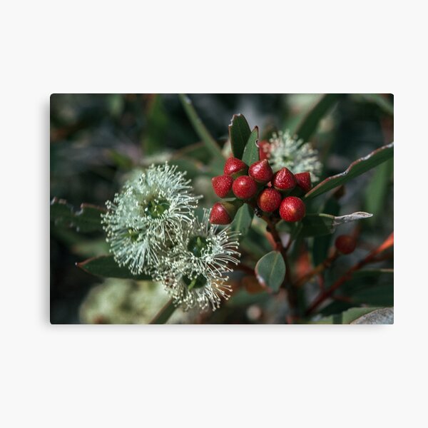 Item preview, Gum Blossoms Merdagerrah Sand Patch WA  19820805 0035  designed and sold by Fred Mitchell.