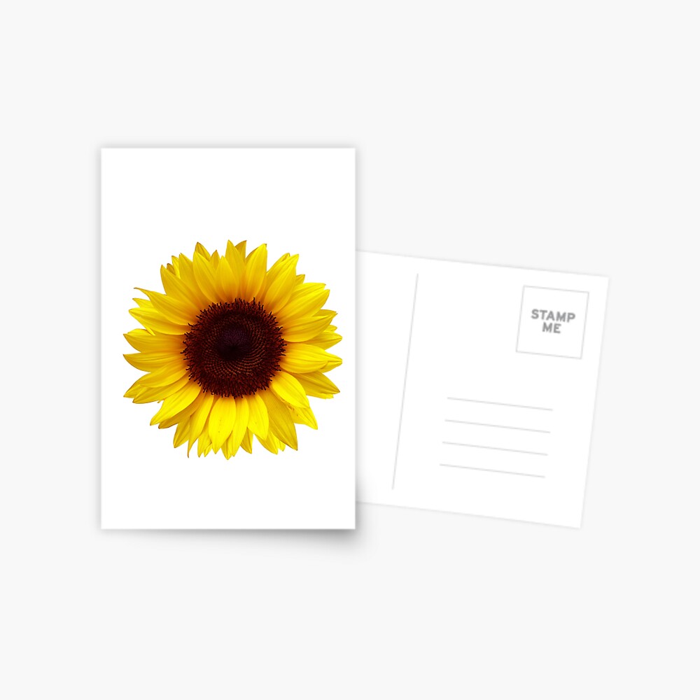 Single Yellow Aesthetic Large Sunflower Greeting Card By Sotrendy Redbubble