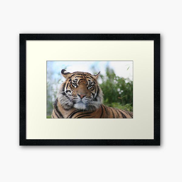 Item preview, Stunning Sumatran Tiger designed and sold by KcsArt87.
