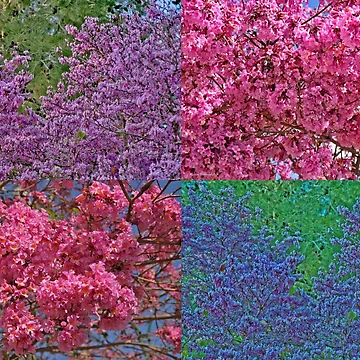 Artwork thumbnail, Spring Time by Nira Dabush