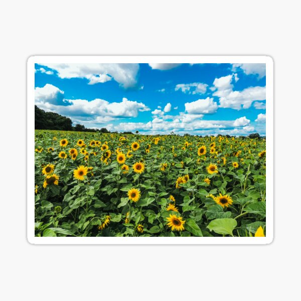 Item preview, Sunflower Field designed and sold by ChloePorter17.