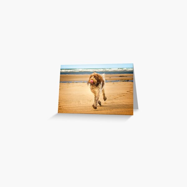 Eyes on the ice cream Spinone Greeting Card