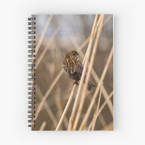 Item preview, FEMALE REED BUNTING designed and sold by AndyAchilleos.