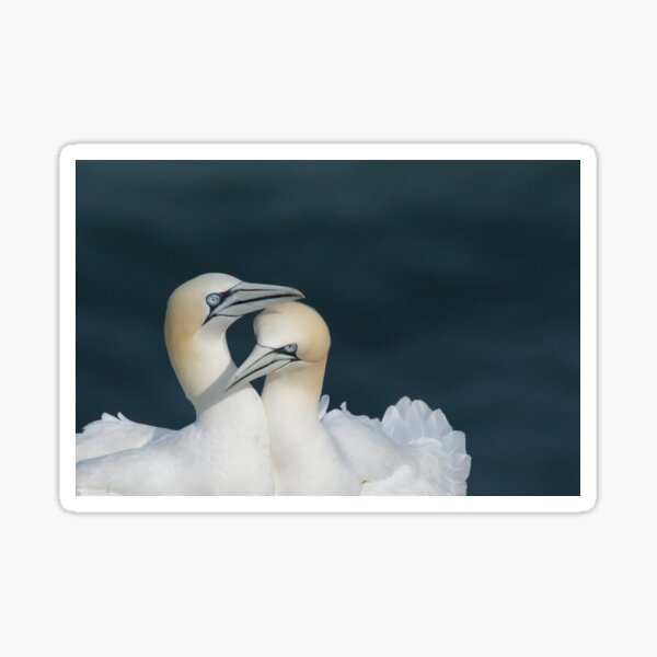 Love birds ! Sticker