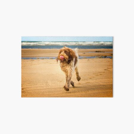 Eyes on the ice cream Spinone Art Board Print