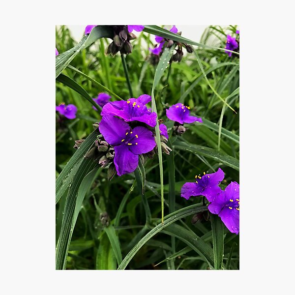 Spiderwort Photographic Print