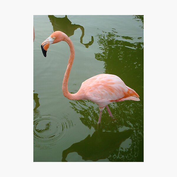 Flamingo Photographic Print