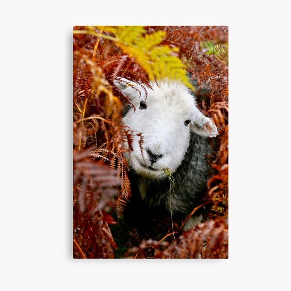 Item preview, Herdy Gerdy !  designed and sold by jmwilesphotos.