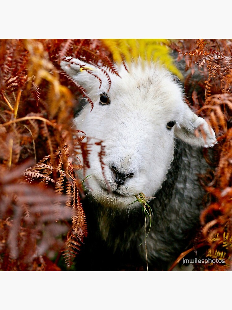 Herdy Gerdy ! by jmwilesphotos