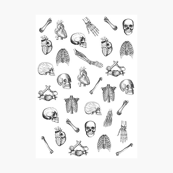 Anatomical Pattern • Vintage Illustration • Black And White Photographic Print
