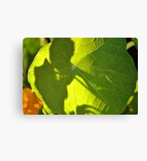 Looking through Leaf Canvas Print