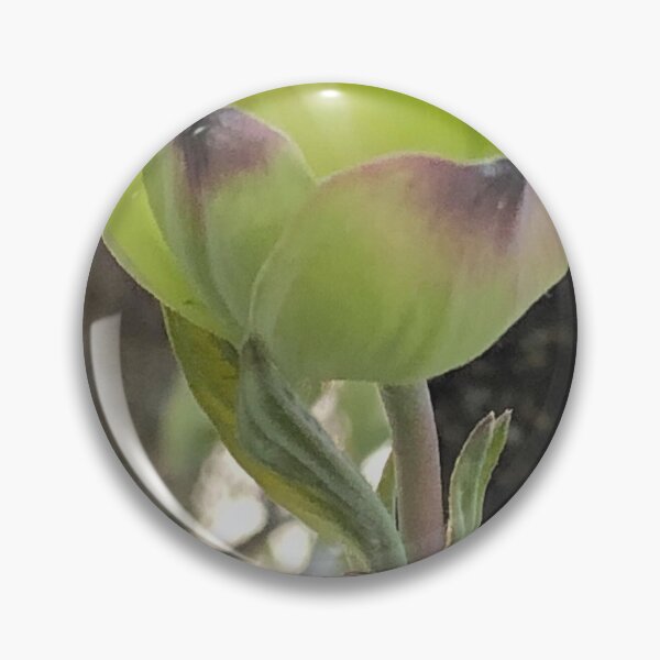 Item preview, Slowly Opening Up, A Beauty  designed and sold by Paula Betz.
