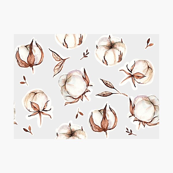 Cotton flower head Photographic Print