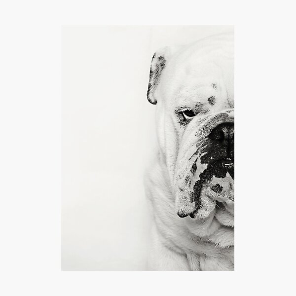 Artikel-Vorschau von Bruce die britische Bulldogge, designt und verkauft von Peta Santoro.