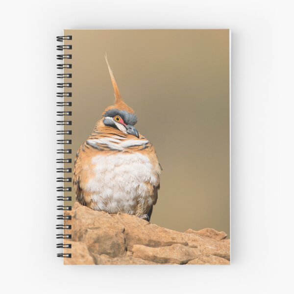 Item preview, Spinifex Pigeon designed and sold by Rob Drummond.