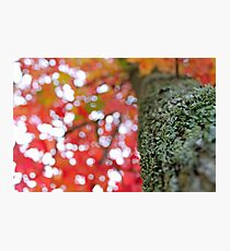 Autumn Photographic Print