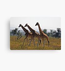 Giraffee Trifecta Canvas Print