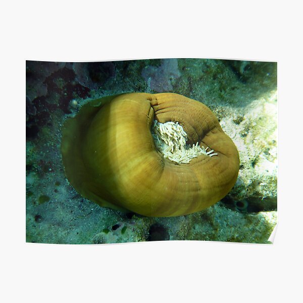 ANEMONIE POD Poster