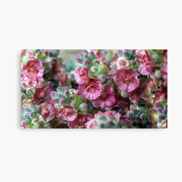 Item preview, Pink fruit  Mariana chenopodiaceae Australia 19820806 0013 designed and sold by Fred Mitchell.