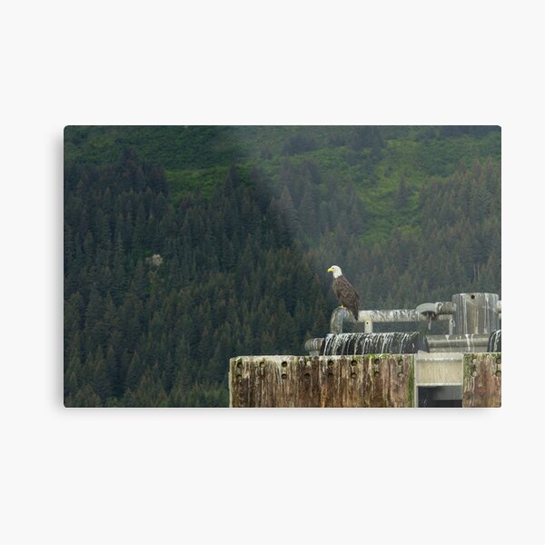American Bald Eagle, Seward, Alaska Metal Print