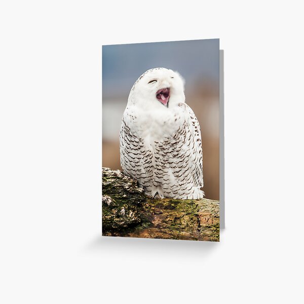 Snowy Owl Yawning Greeting Card