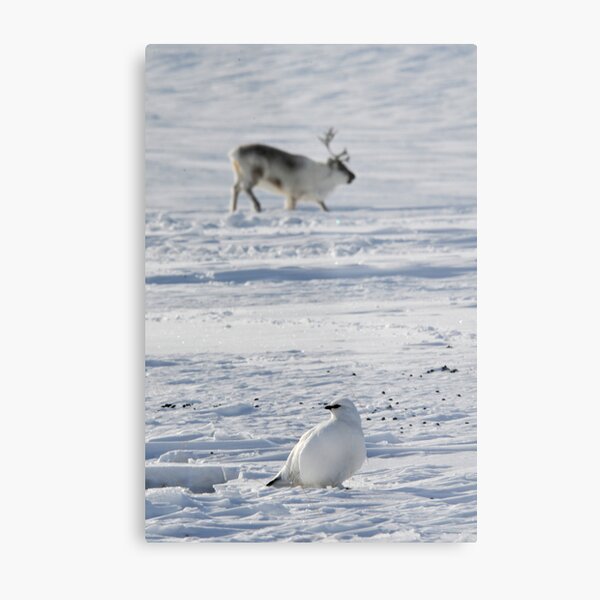 Svalbard ptarmigan and reindeer in Adventdalen Metal Print