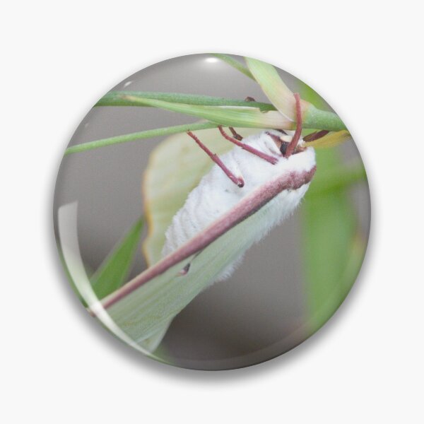 Item preview, Luna Moth designed and sold by Nature's Reflections.