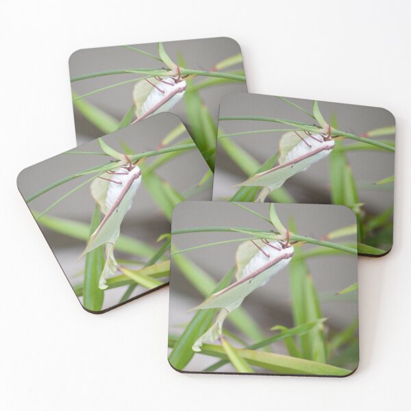 Item preview, Luna Moth designed and sold by Nature's Reflections.
