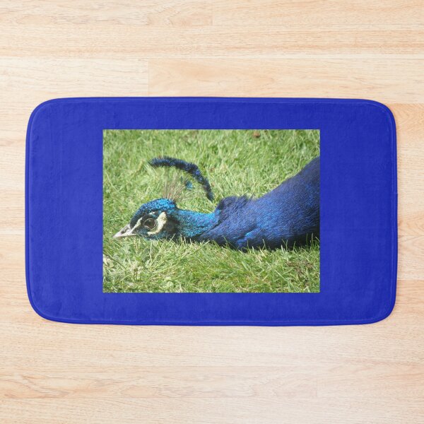 Item preview, Peacock Bird Laying Down Photograph designed and sold by naturegallery.