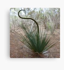 Blackboy Australian Mallee Plant Canvas Print