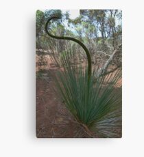 Blackboy Australian Mallee Plant Canvas Print