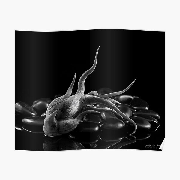 Air Plant 2 Poster