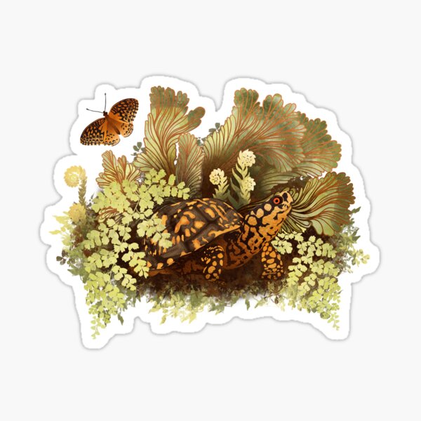 Eastern Box Turtle Sticker