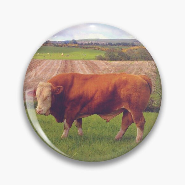 Hereford Bull standing proud in Scotland Pin