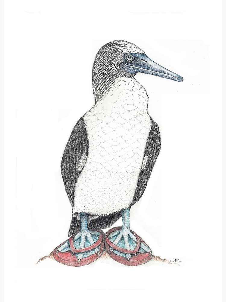 Thumbnail 2 of 2, Art Board Print, Blue footed booby in flip flops designed and sold by JimsBirds.