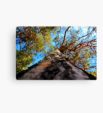 Branching Canvas Print