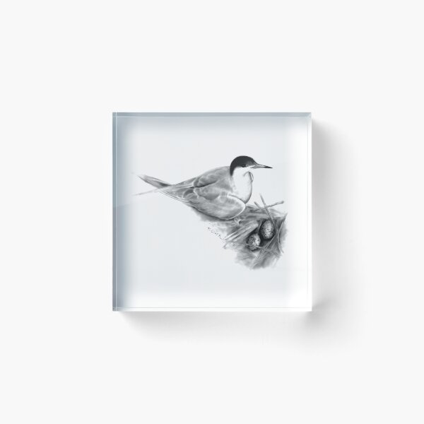 Item preview, Common Tern (Sterna hirundo) designed and sold by Tamara Clark.