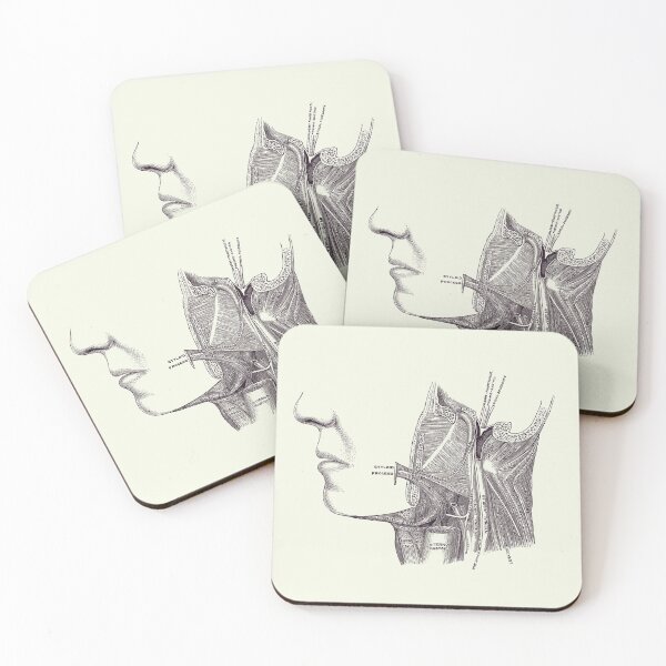 Item preview, Neck and Jaw Muscular Diagram - Vintage Anatomy 2 designed and sold by VAposters.