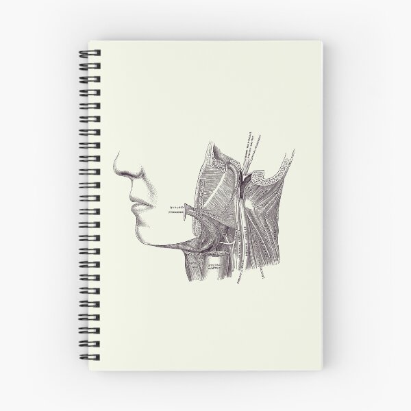 Item preview, Neck and Jaw Muscular Diagram - Vintage Anatomy 2 designed and sold by VAposters.
