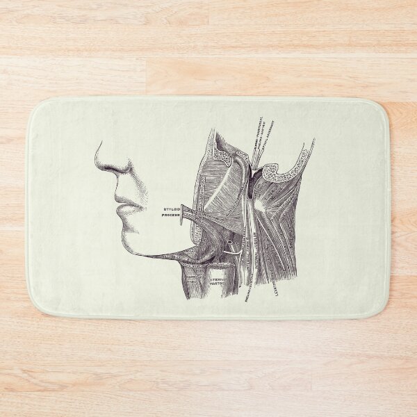 Item preview, Neck and Jaw Muscular Diagram - Vintage Anatomy 2 designed and sold by VAposters.