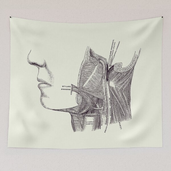 Item preview, Neck and Jaw Muscular Diagram - Vintage Anatomy 2 designed and sold by VAposters.
