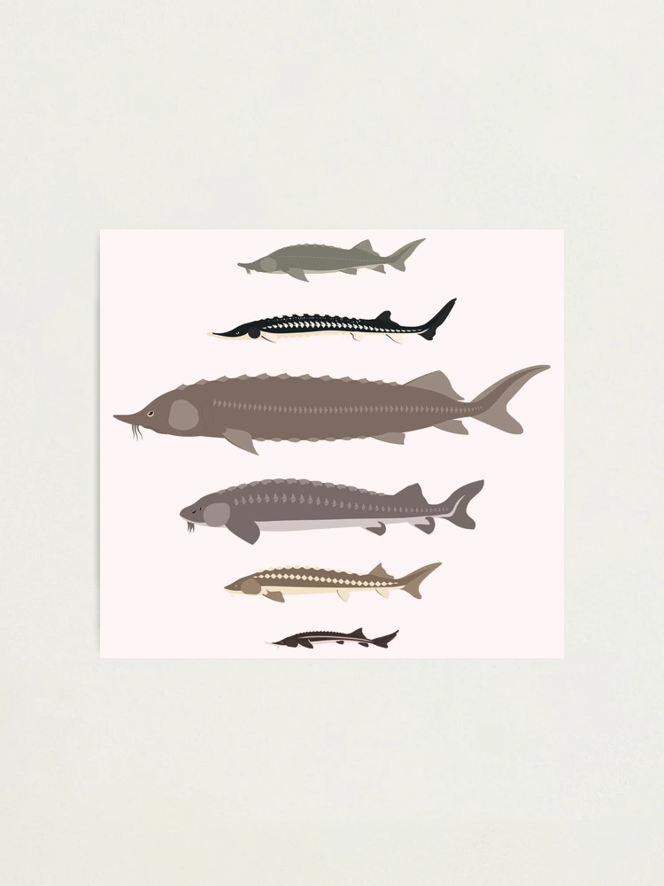 Sturgeon of the World | Photographic Print